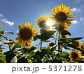 ひまわり畑 5371278