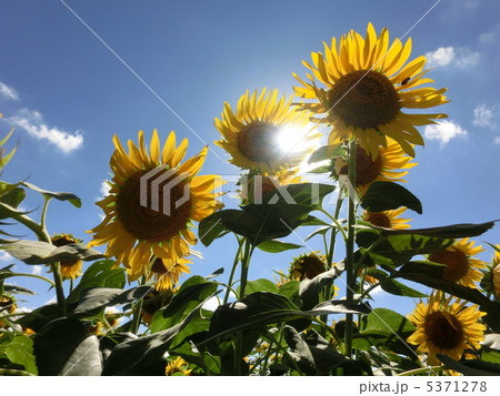 ひまわり畑 5371278