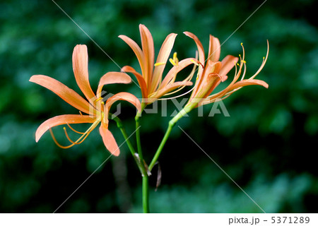 オオキツネノカミソリ オオキツネノカミソリ 5371289