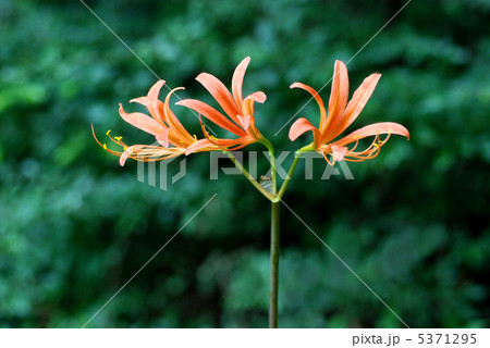 オオキツネノカミソリ 5371295