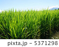 稲と空 5371298