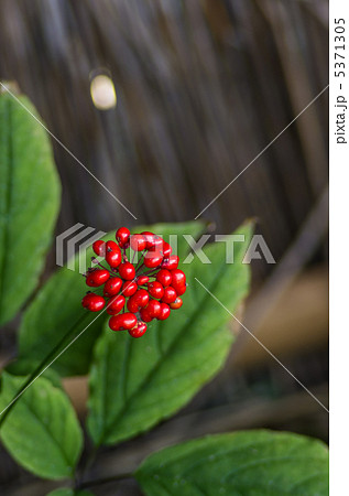 チョウセンニンジンの実 チョウセンニンジンの実 5371305