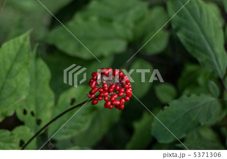 チョウセンニンジンの実 5371306