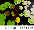 水に浮かぶ水草 5371346