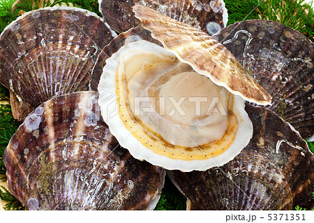 ホタテ貝 5371351