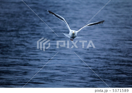 カモメ 5371589