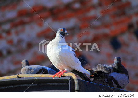 鳩 鳩 5371654