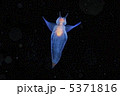 クリオネ 5371816