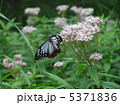 アサギマダラ 5371836