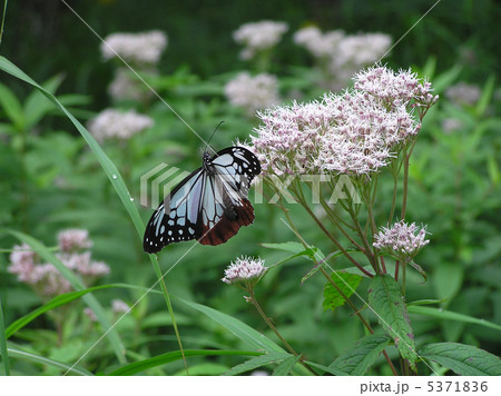 アサギマダラ 5371836
