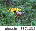アサギマダラ 5371838
