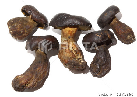 キノコ　　黒くて大きなキノコ　　 タイ王国　 5371860