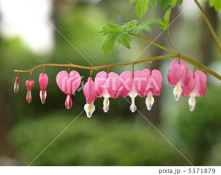 ケマンソウ（タイツリソウ） 5371879