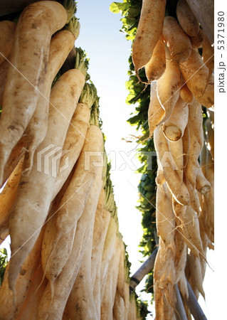 冬の風物詩 5371980