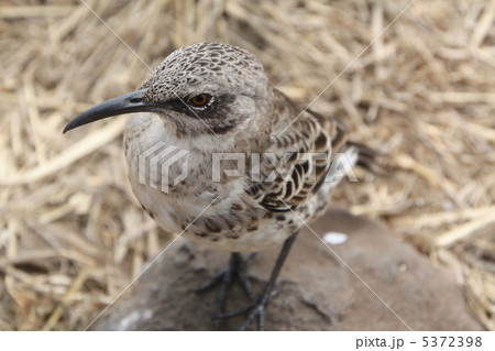 ガラパゴスマネシツグミ 5372398