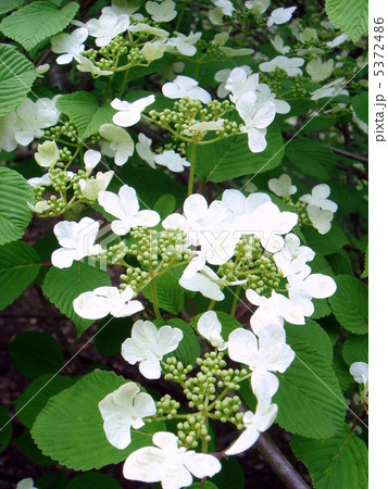 ヤブデマリ 5372486