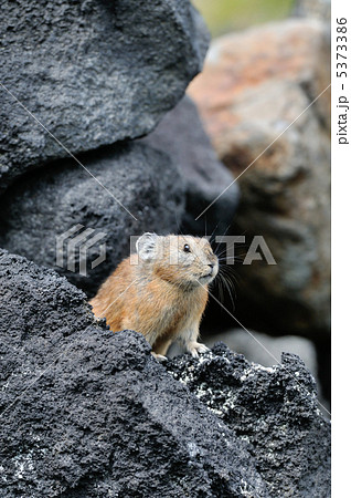 エゾナキウサギ 5373386