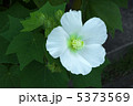 芙蓉の花（白） 5373569