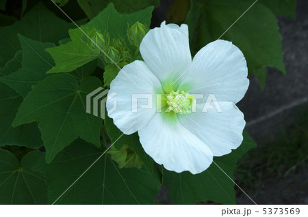 芙蓉の花(白) 芙蓉の花(白) 5373569