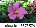 芙蓉の花（ピンク） 5373570