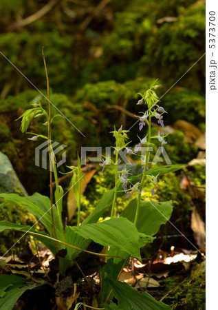ナツエビネ ナツエビネ 5373700