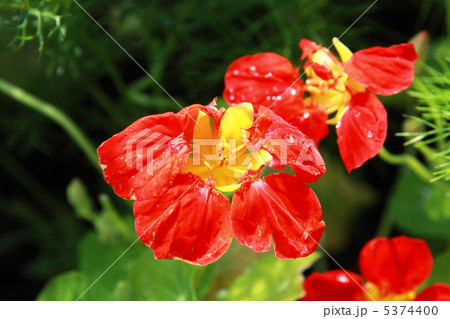 ナスタチューム 5374400