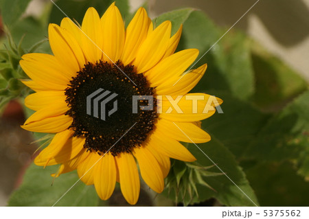 ミラクルビーム 5375562