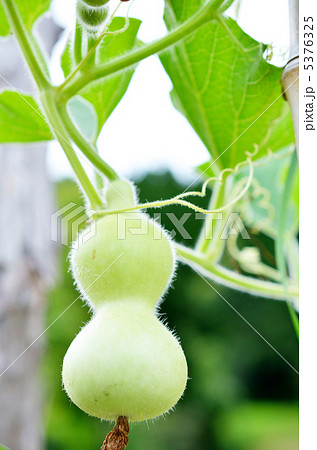 ひょうたん 5376325