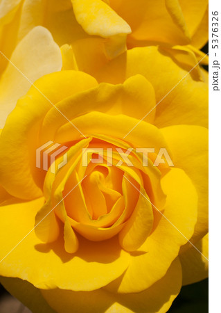 伊豆の踊り子 5376326