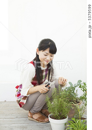 ローズマリーを収穫する女性 5379599
