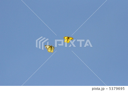 青空にモンキチョウの求愛の舞 5379695