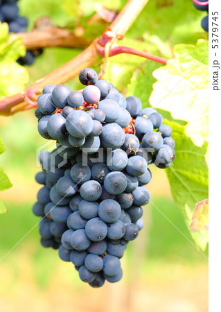 ９０日目のぶどう　シュペートブルグンダー 5379745