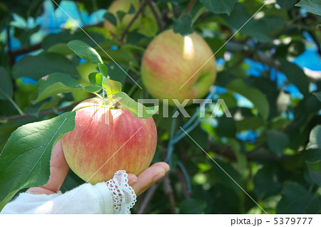 リンゴ狩り 5379777