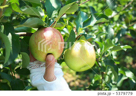 リンゴ狩り 5379779