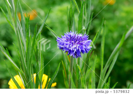 ヤグルマギクの花 ヤグルマギクの花 5379832