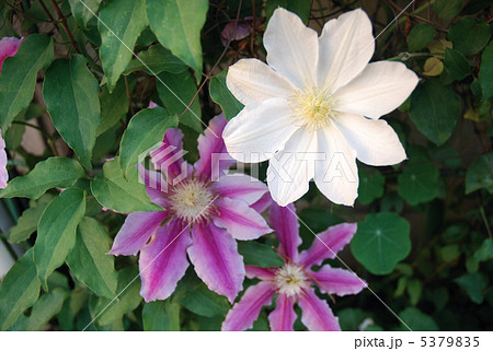 クレマチスの花 クレマチスの花 5379835
