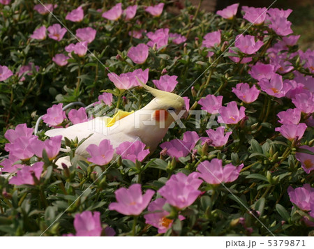 ゆずと花 5379871