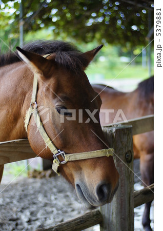 木曽馬 5379881