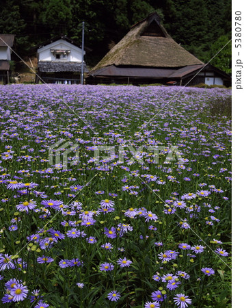 北山友禅菊 北山友禅菊 5380780