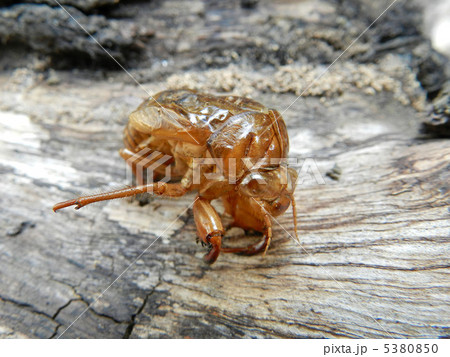 蝉の抜け殻 5380850