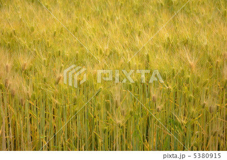 麦 麦 5380915
