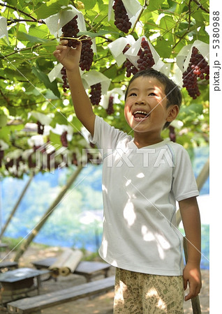 ぶどう狩り 5380988