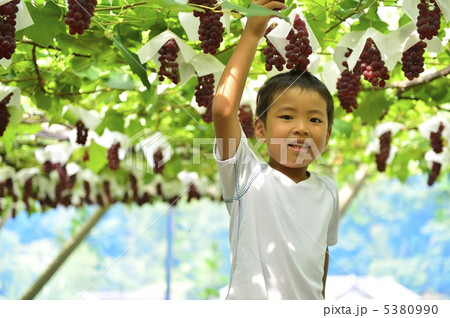 ぶどう狩り 5380990