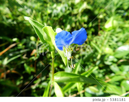 ツユクサ(露草) ツユクサ(露草) 5381181