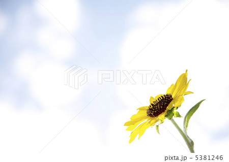 ひまわり ひまわり 5381246
