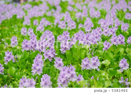 布袋葵・埼玉県加須市(道の駅・「童謡のふる里おおとね」) 布袋葵・埼玉県加須市(道の駅・「童謡のふる里おおとね」) 5381493