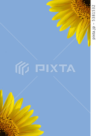 フレーム（ひまわり） 5381532