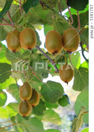 キウイフルーツ キウイフルーツ 5381707