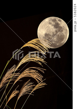 ススキと中秋の名月 ススキと中秋の名月 5382024