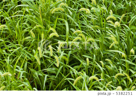 エノコログサの草むら エノコログサの草むら 5382251